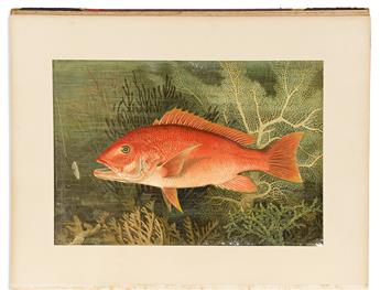 (FISH.) Samuel A. Kilbourne; and George Brown Goode. Game Fishes of the United States.                                                           